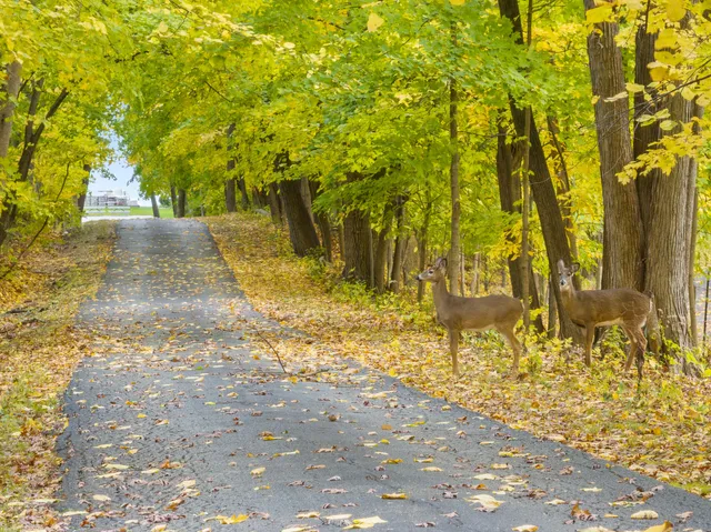 $225,000 | Lt17 Green Hill Drive, Fontana, WI 53125