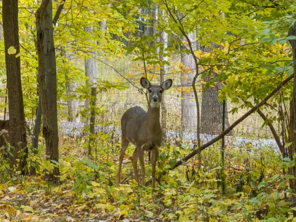 $225,000 | Lt17 Green Hill Drive, Fontana, WI 53125