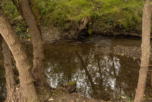 a view of a lake with lots of trees