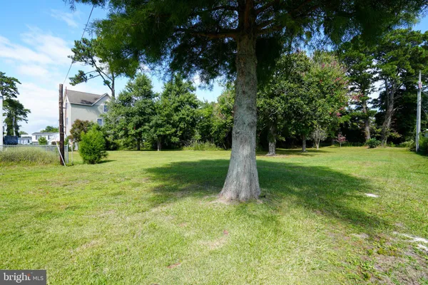 a view of a tree in a yard