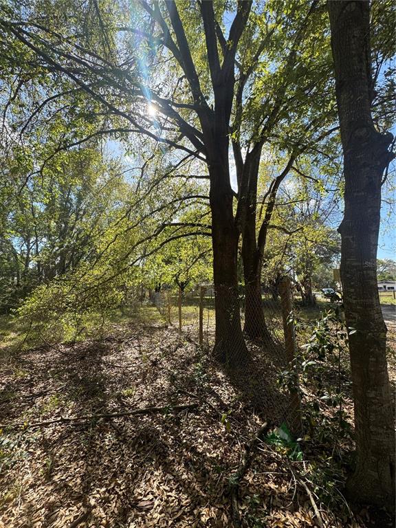 0 Denmark Street Bartow, FL 33830 - Photo 6 of 6 a view of a trees in a yard