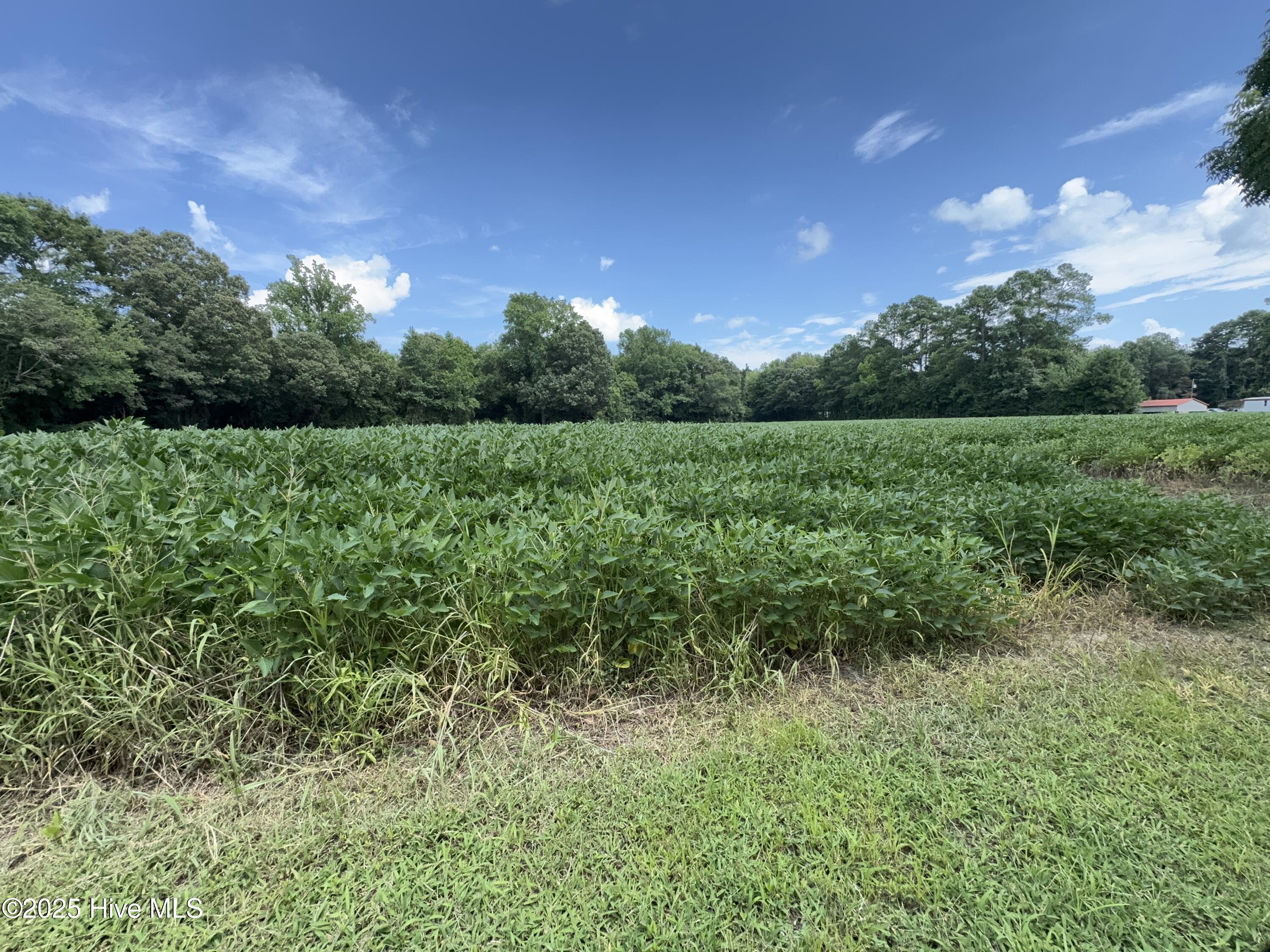 175 Union Hall Road Hertford, NC 27944 - Photo 35 of 36 Farm land through 2025