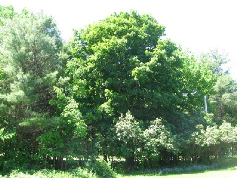 241 Crockett Road Dexter, ME 04930 - Photo 8 of 27 Land.