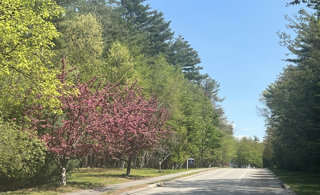 a view of a yard with plants and trees