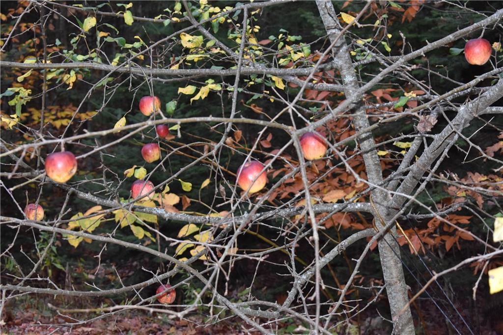8 Milliken Road Gray, ME 04039 - Photo 12 of 35 Beautiful Apple Tree and Perenials