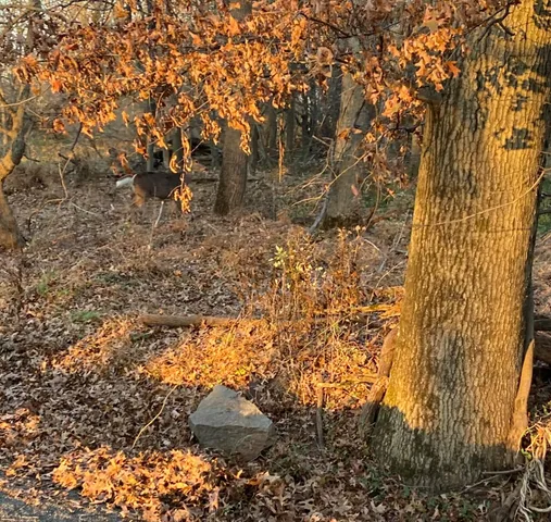 a view of outdoor space and a street view