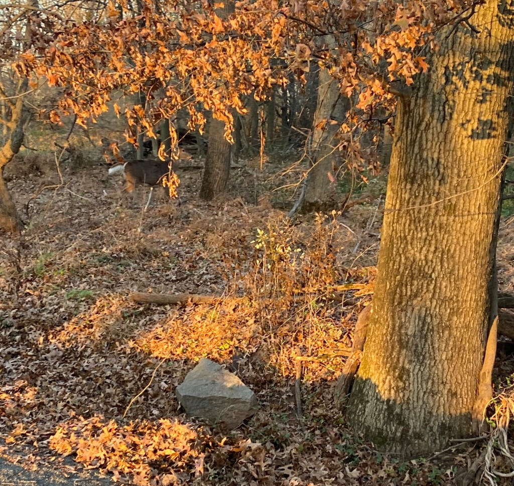 0 Derby Road Gretna, VA 24557 - Photo 2 of 5 a view of outdoor space and a street view