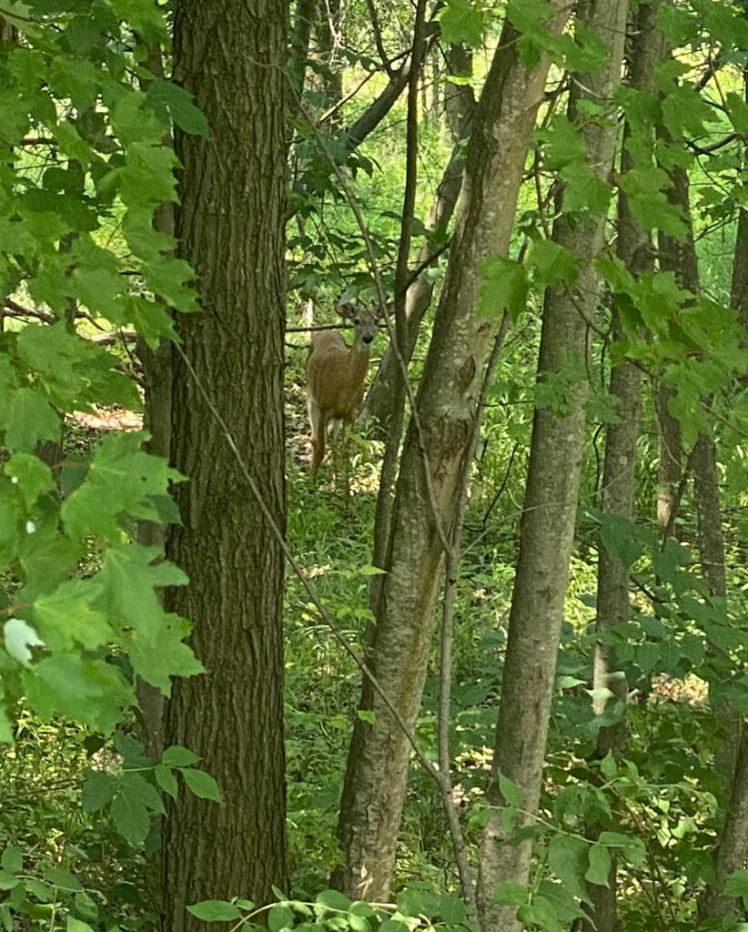 0 Derby Road Gretna, VA 24557 - Photo 4 of 5 a view of a garden