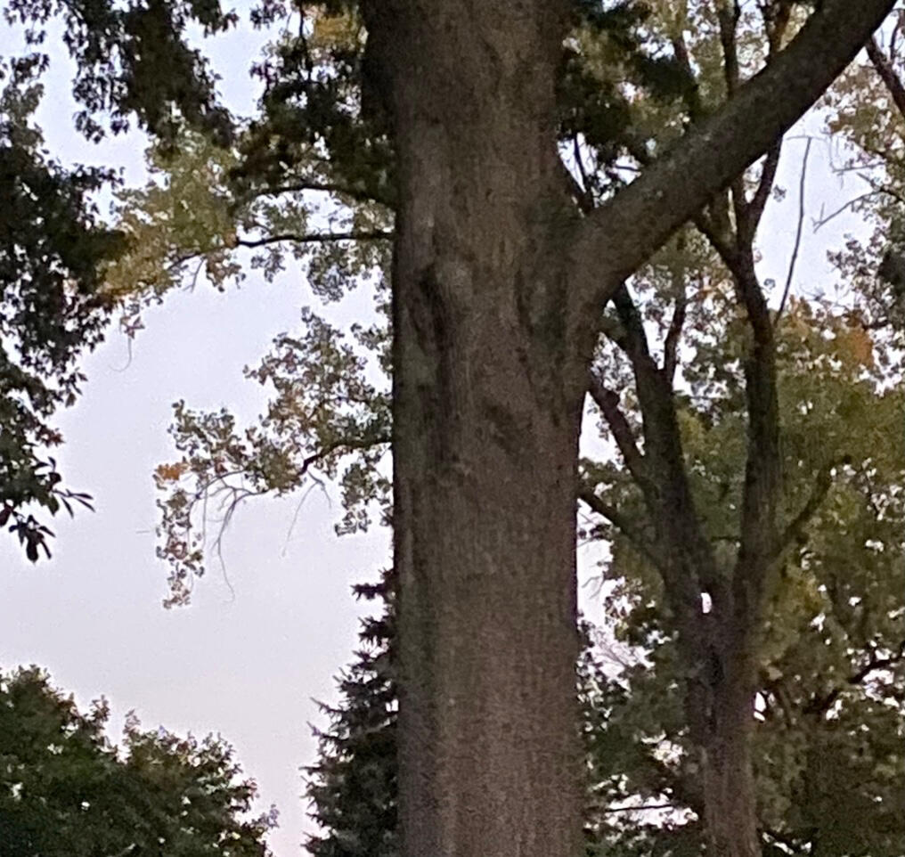 0 Derby Road Gretna, VA 24557 - Photo 5 of 5 a view of tree