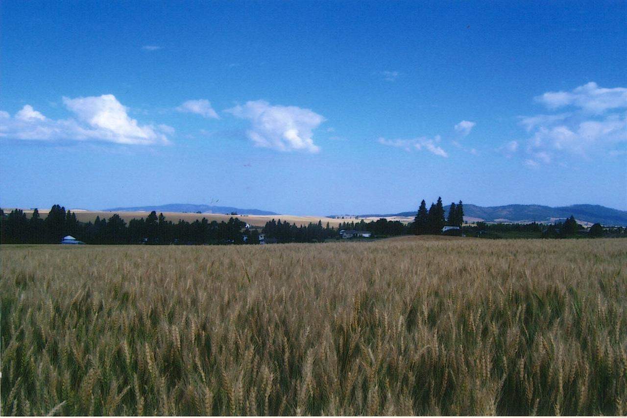 5 East Idaho Road Rockford, WA 99030 - Photo 1 of 1