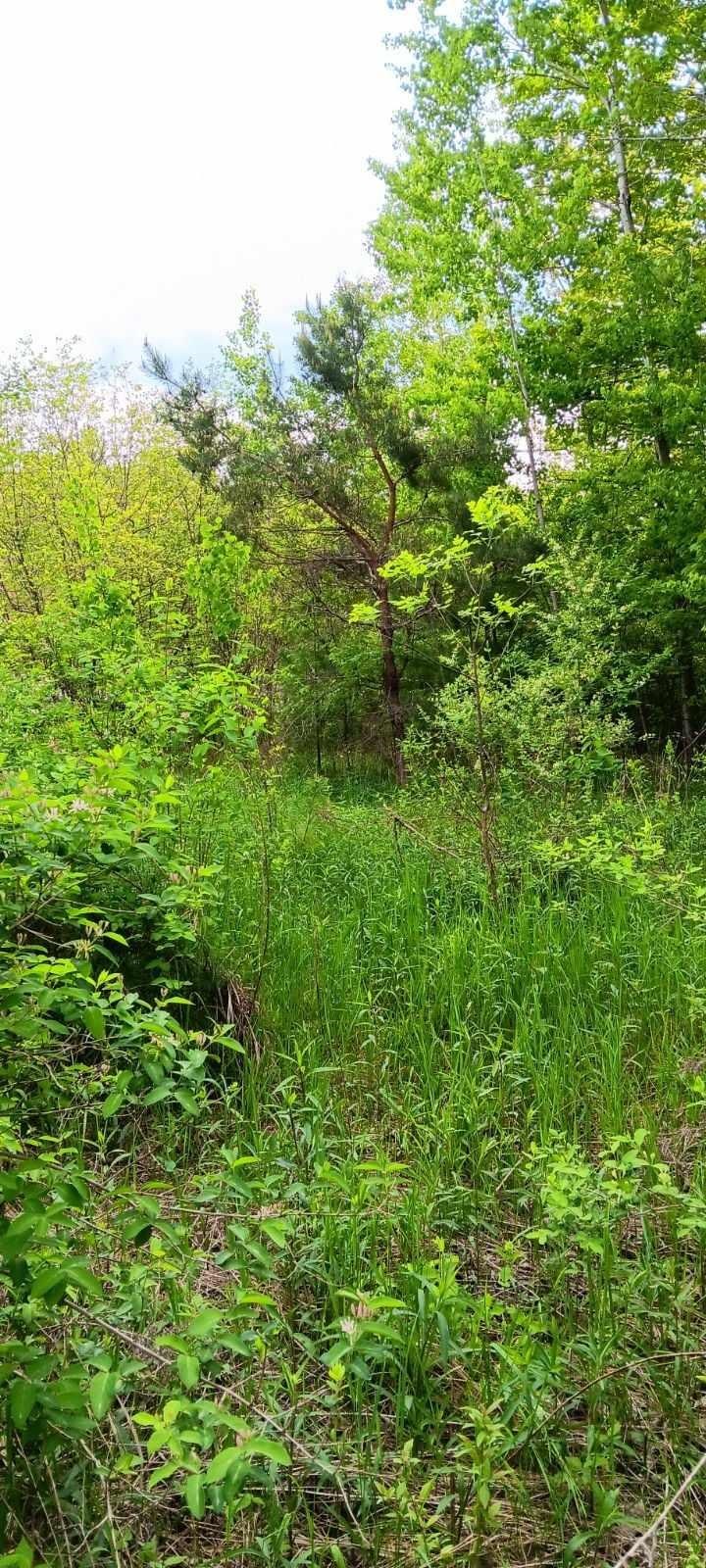 North Carter Road Rhodes, MI 48652 - Photo 2 of 5