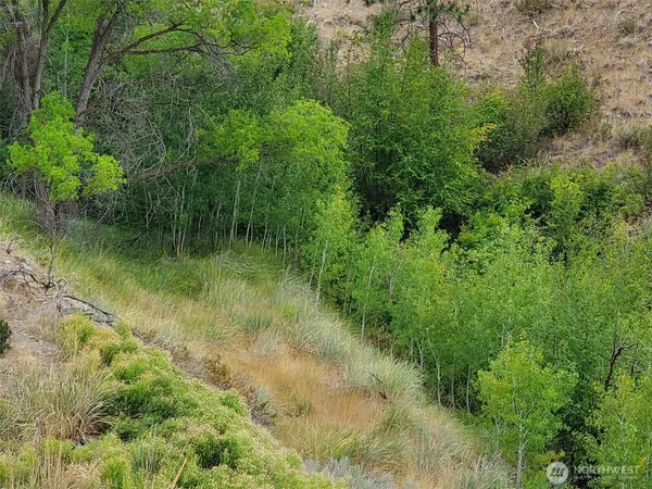 a view of a lush green forest with lots of trees