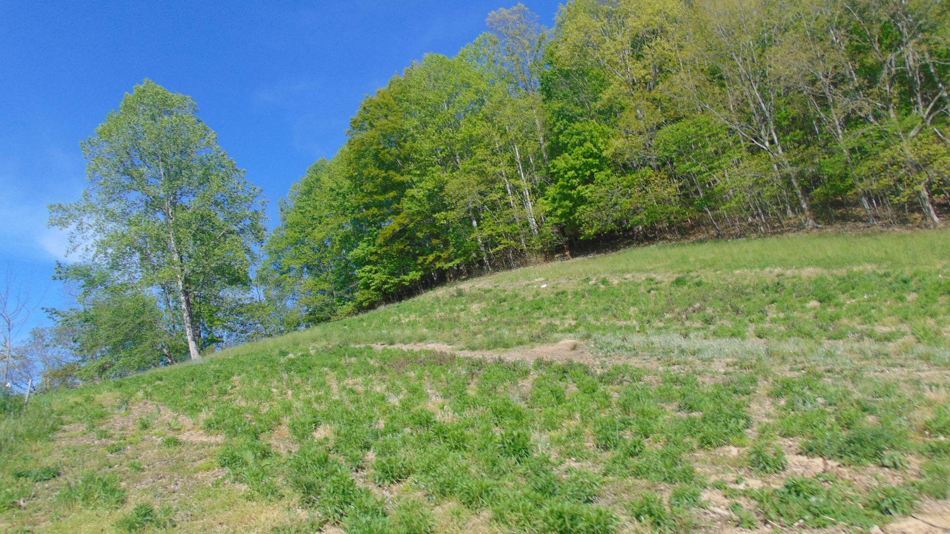 17520 Rich Valley Road Abingdon, VA 24210 - Photo 13 of 30 17520 richvalley land2