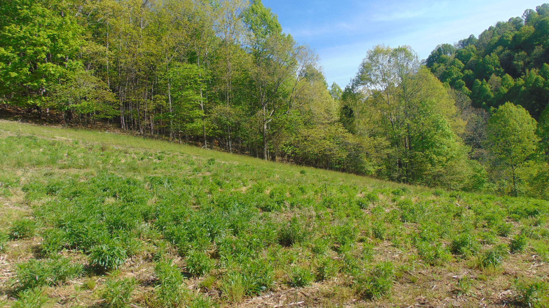 17520 Rich Valley Road Abingdon, VA 24210 - Photo 14 of 30 17520 richvalley land3