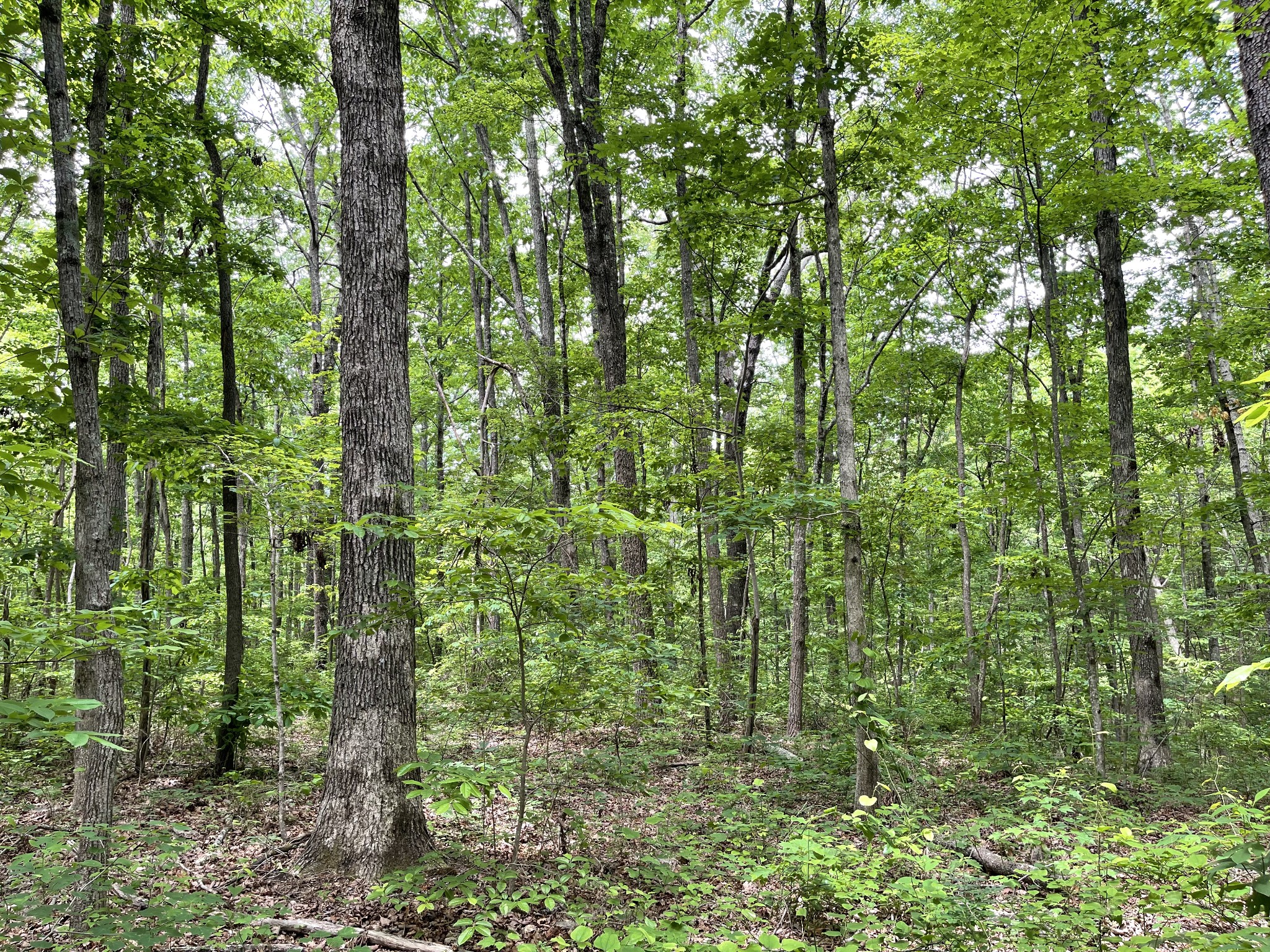 328 James Turner Road Tracy City, TN 37387 - Photo 4 of 16