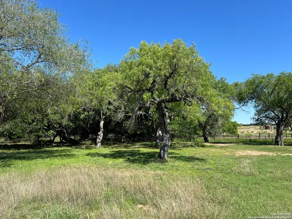 a view of a tree in a park
