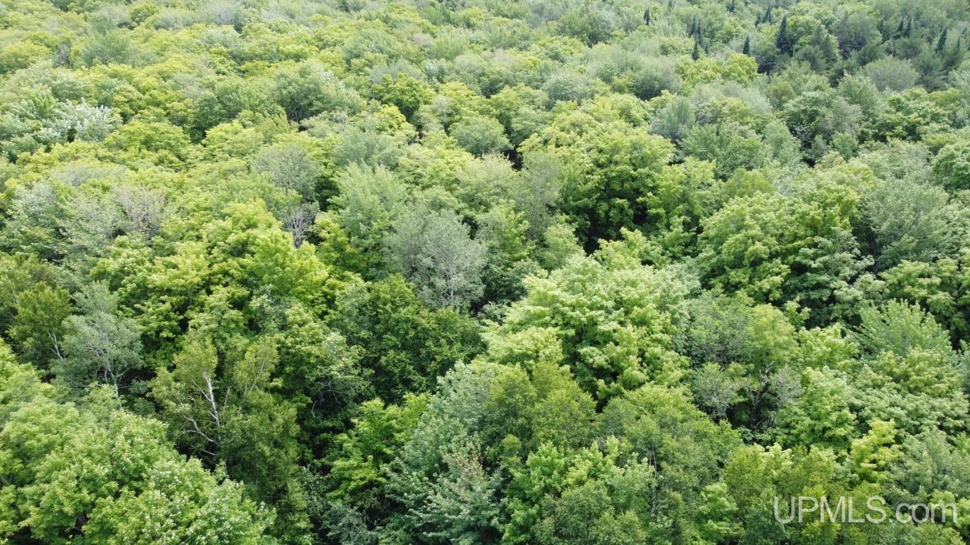 E11961 Roy Wright Road Shingleton, MI 49884 - Photo 36 of 40