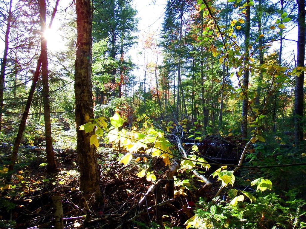 Lot 2 Laskey Road Houlton, ME 04730 - Photo 8 of 16 Photo