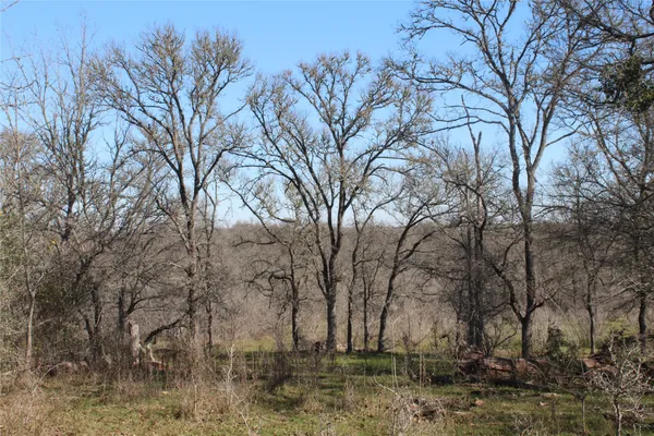 a view of backyard with a large tree
