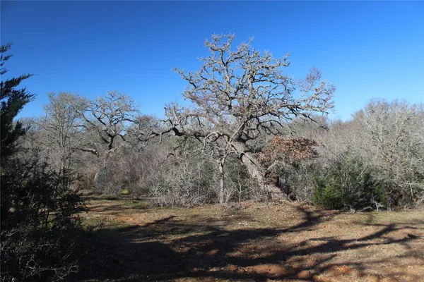 a view of a yard with a tree