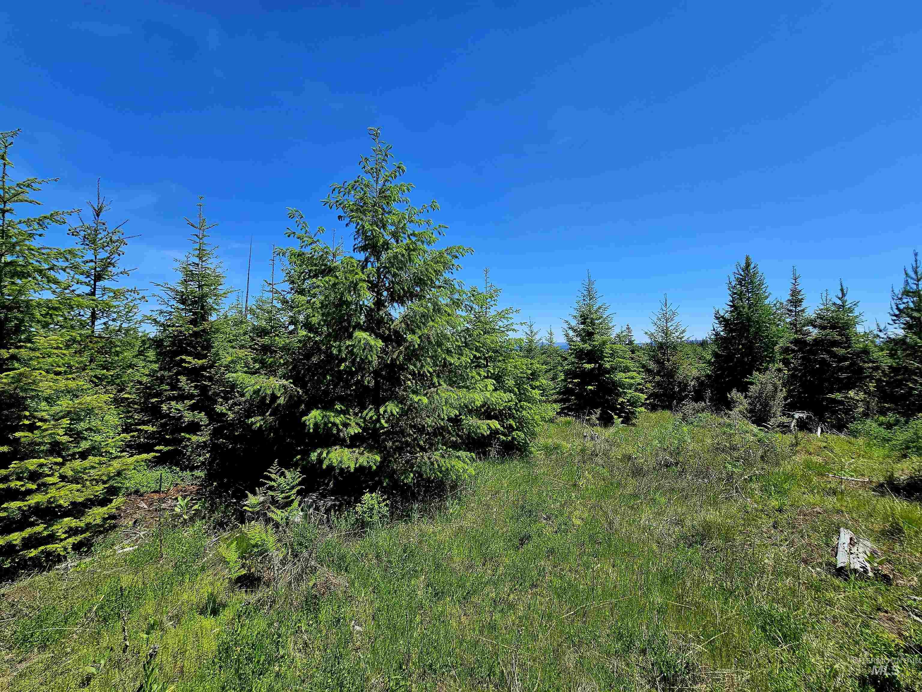 0 Timberline Heights Weippe, ID 83553 - Photo 11 of 15