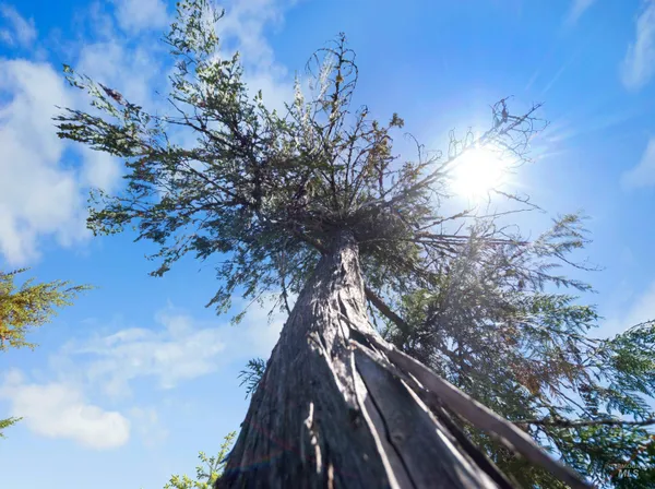 $238,700 | 0 Timberline Heights, Weippe, ID 83553