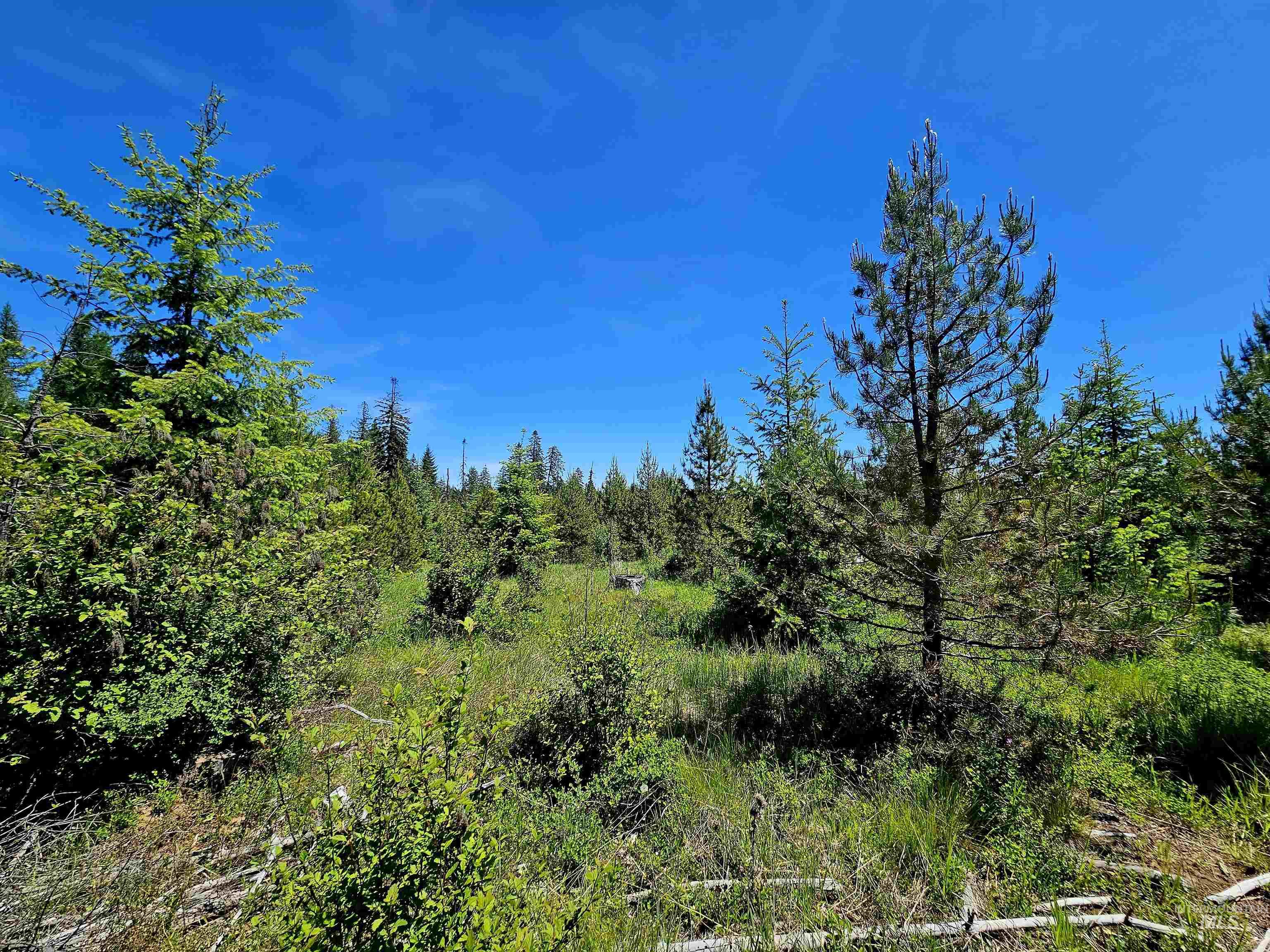 0 Timberline Heights Weippe, ID 83553 - Photo 6 of 15
