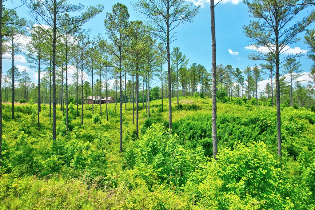 Lot 10 High River Road Ellijay, GA 30540 - Photo 12 of 31 Gallery Image 12