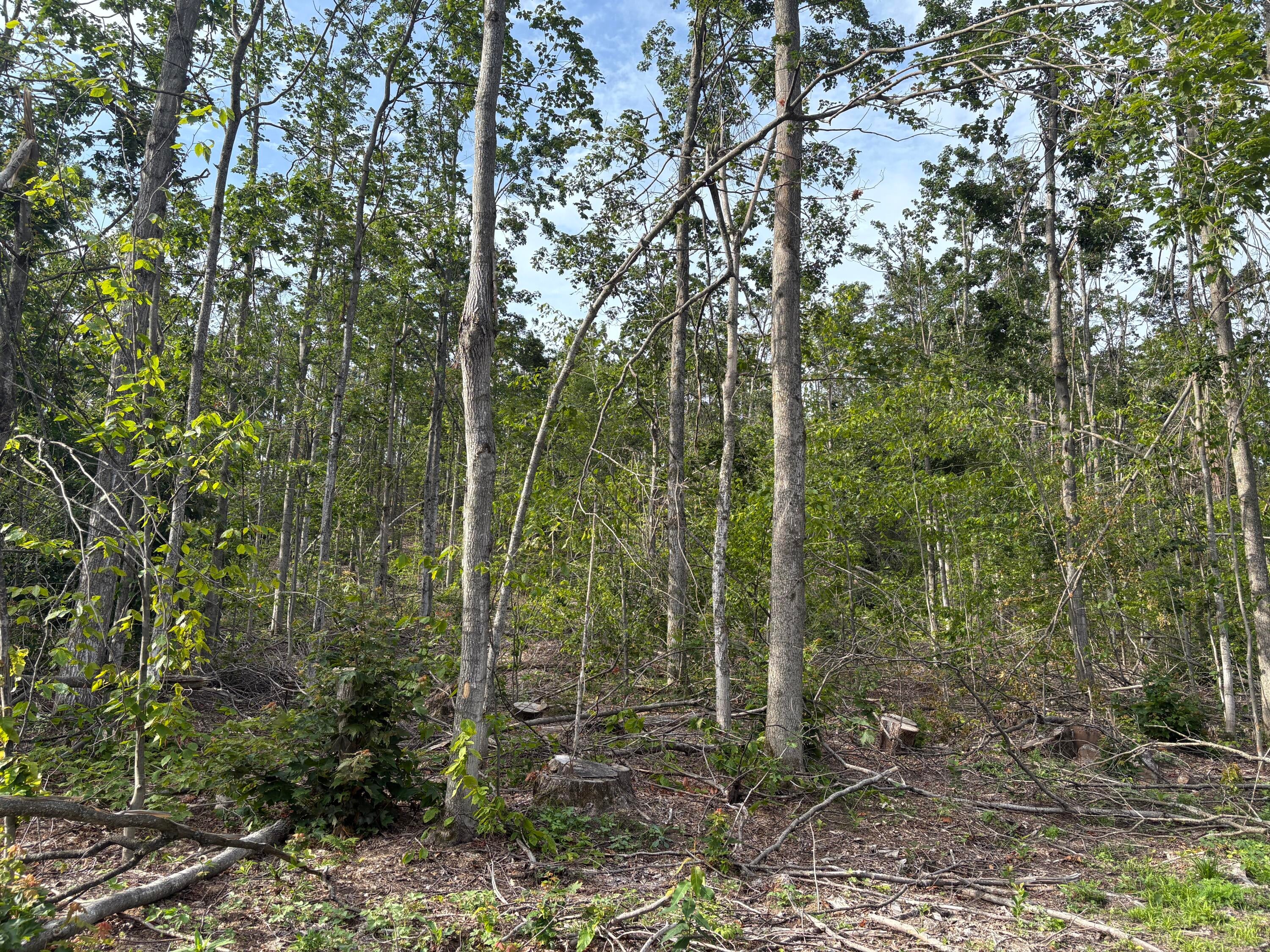 Mt Jack Road Elmira, MI 49730 - Photo 5 of 9 Woods view 1