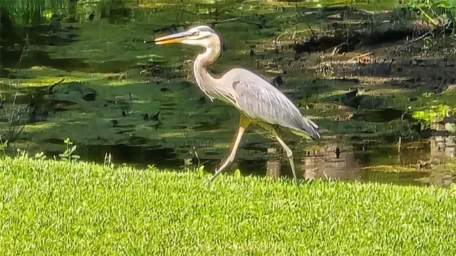 a bird view of lake
