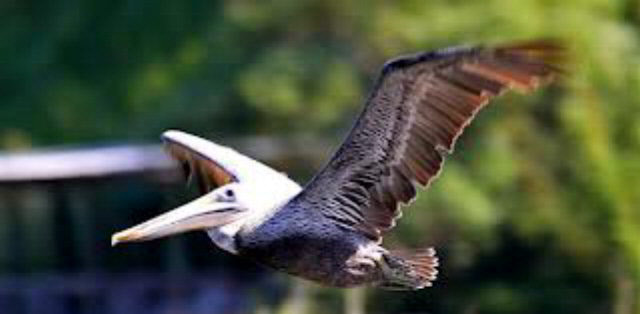 147 Hawthorne Circle Fairhope, AL 36532 - Photo 32 of 38 Birds! Birds! Birds!