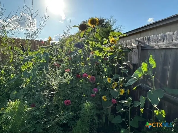 a picture of flowers