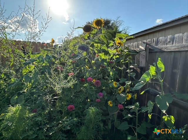 412 Dandridge Drive Temple, TX 76502 - Photo 38 of 44 a picture of flowers