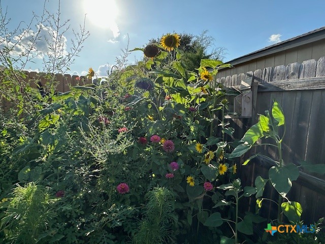 412 Dandridge Drive Temple, TX 76502 - Photo 40 of 44 a picture of flowers