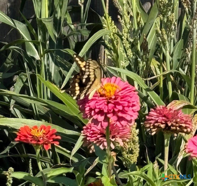 412 Dandridge Drive Temple, TX 76502 - Photo 42 of 44 a view of a flower