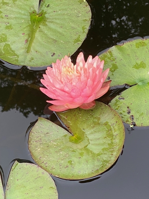15 Ralsie Road Rehoboth, MA 02769 - Photo 31 of 32 swimming pool view with a garden