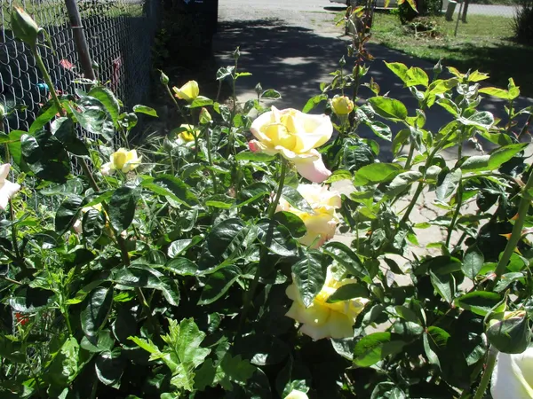 $379,900 | 2125 Harris Avenue, Sacramento, CA 95838