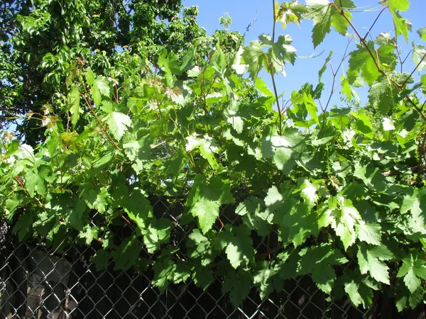 $379,900 | 2125 Harris Avenue, Sacramento, CA 95838