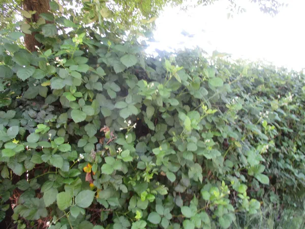 $379,900 | 2125 Harris Avenue, Sacramento, CA 95838