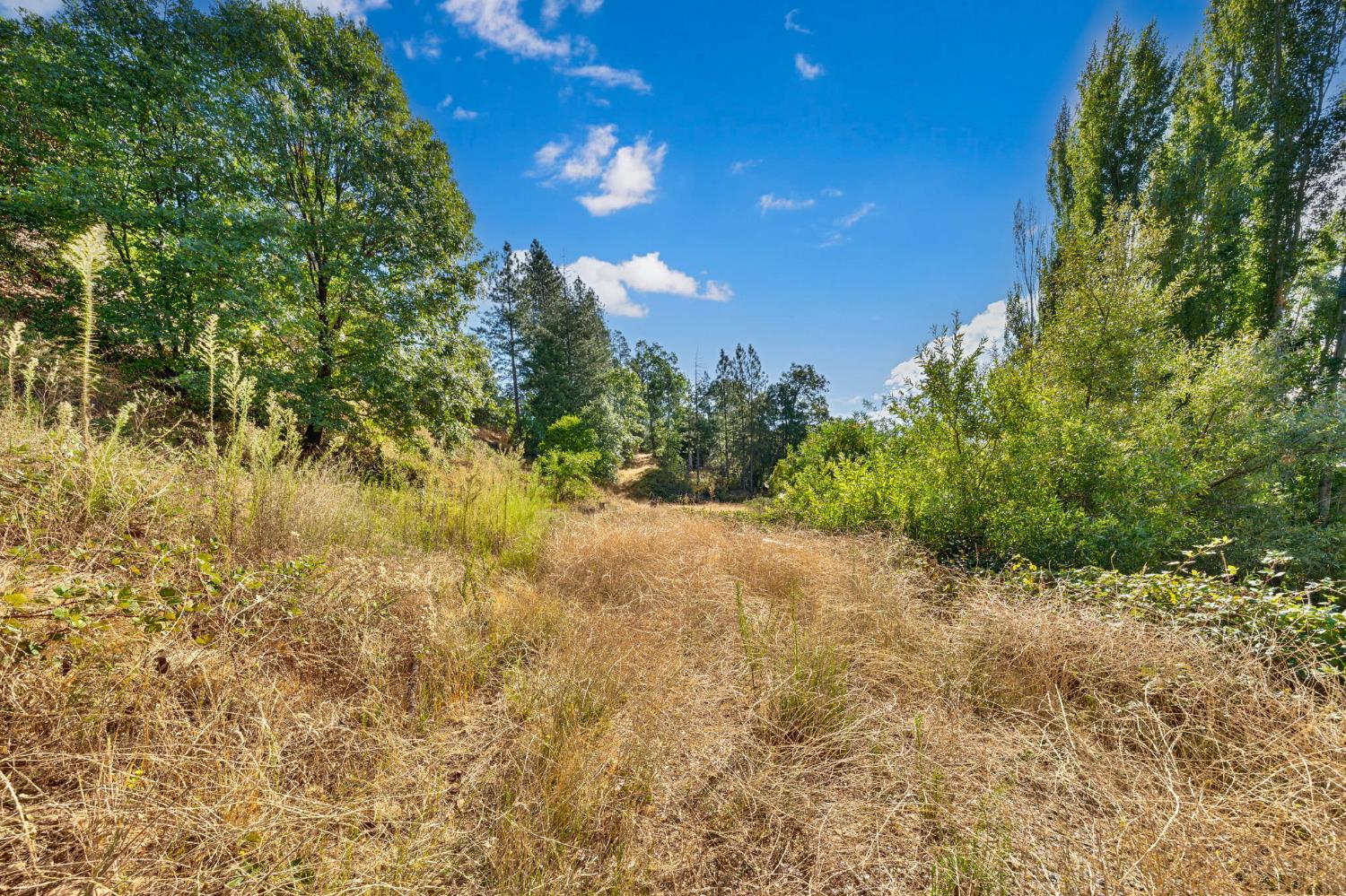 4921 8 Mile Road Camino, CA 95709 - Photo 11 of 35 a view of a yard with a tree
