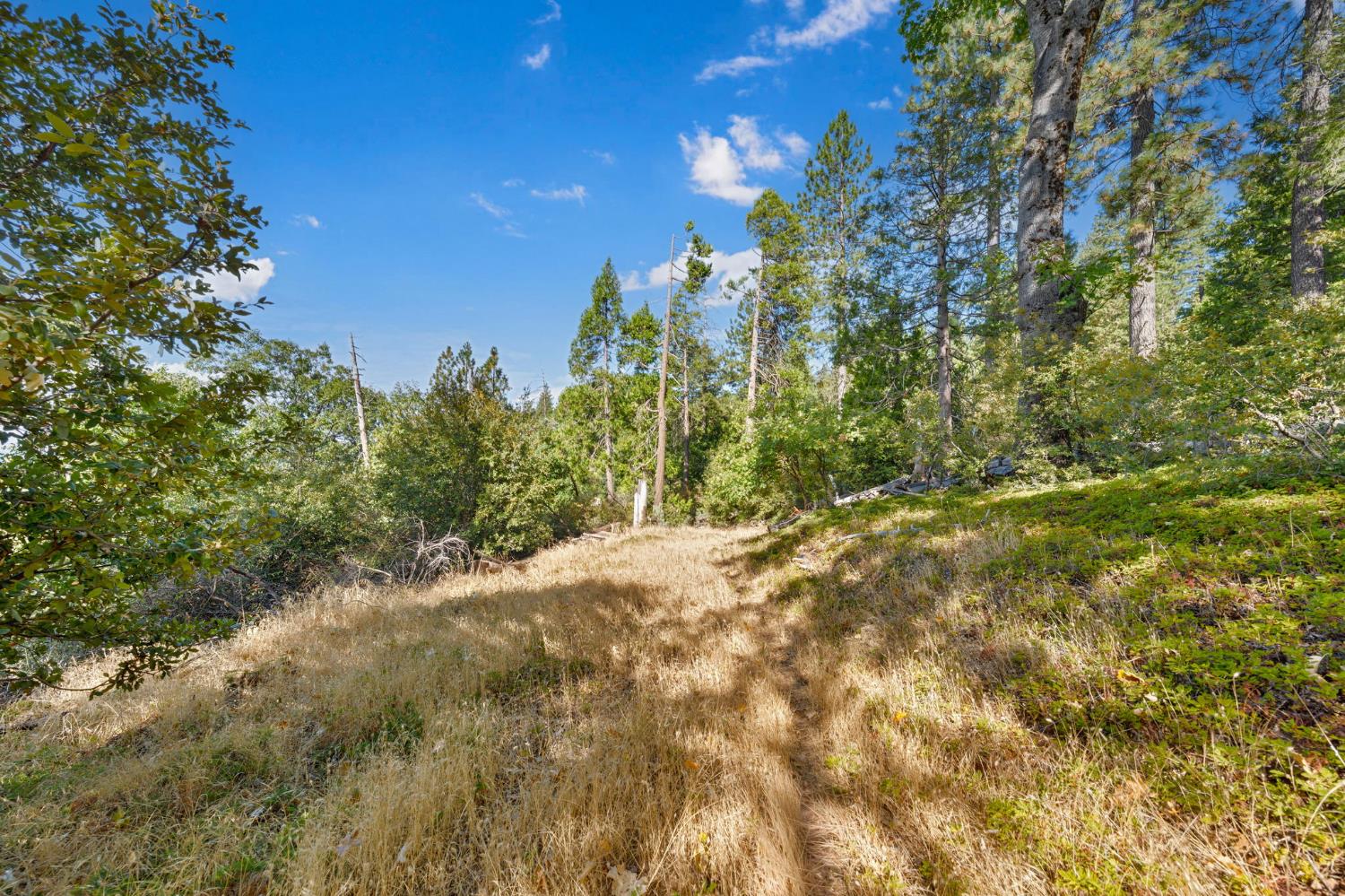 4921 8 Mile Road Camino, CA 95709 - Photo 25 of 35 a view of a yard with a tree