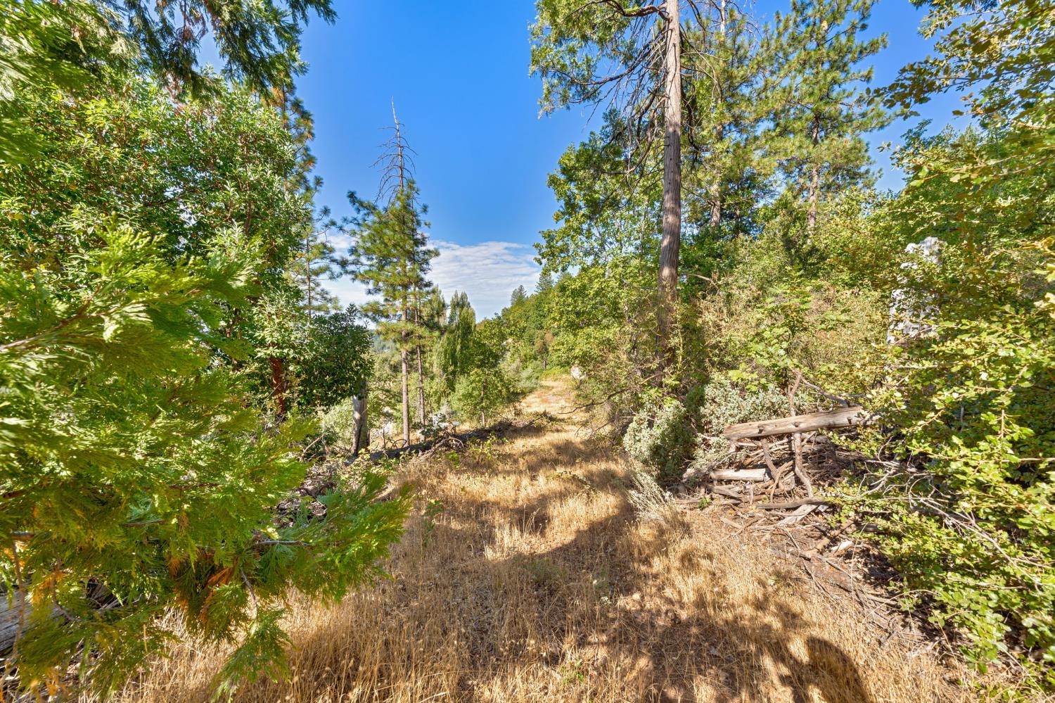 4921 8 Mile Road Camino, CA 95709 - Photo 26 of 35 a view of a tree