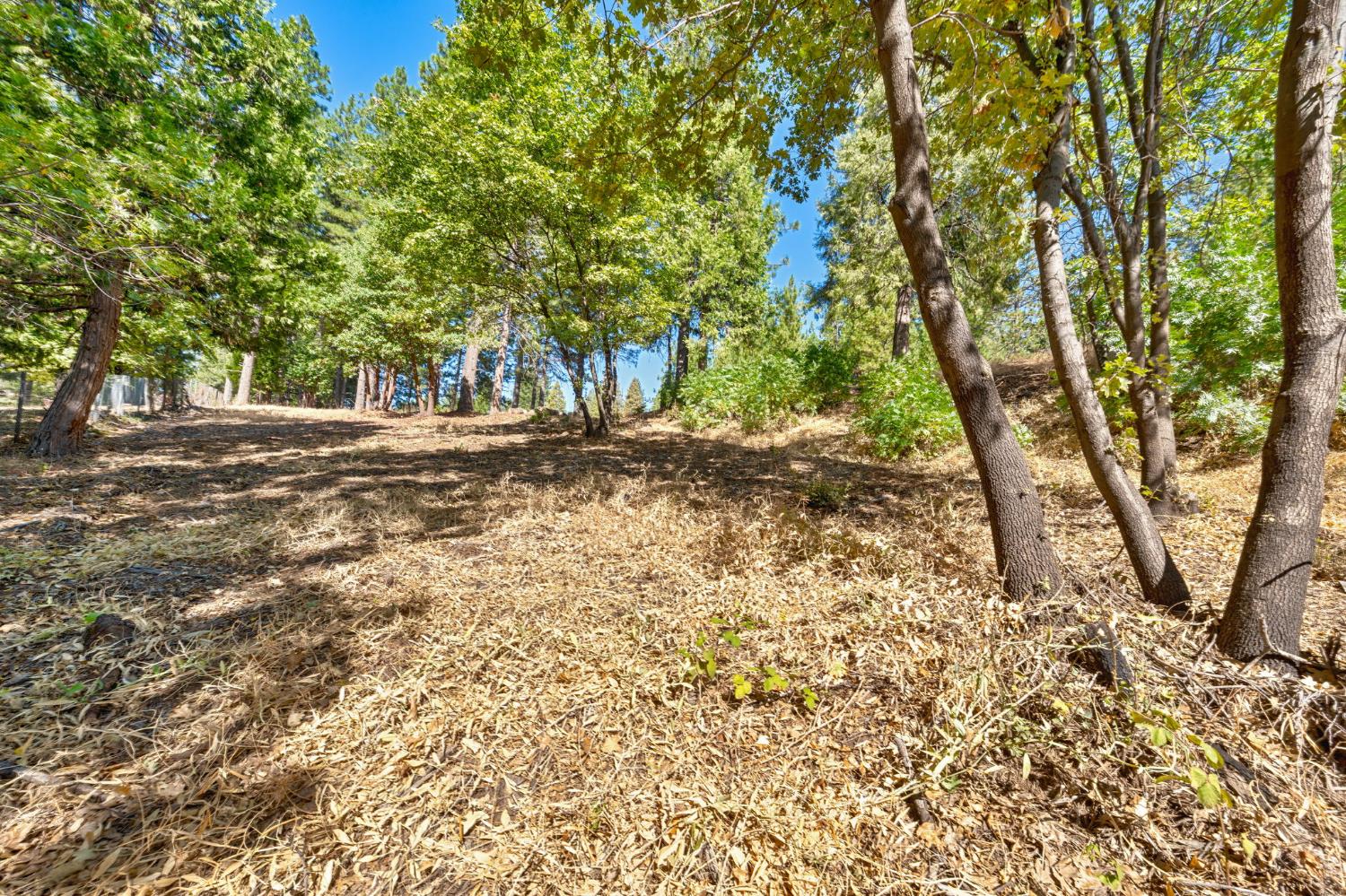4921 8 Mile Road Camino, CA 95709 - Photo 29 of 35 a view of a yard with plants and trees