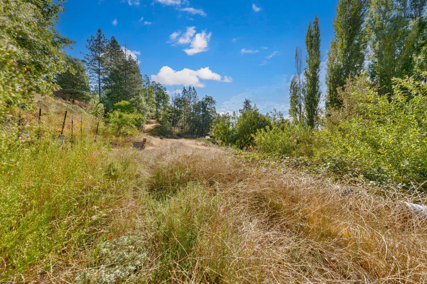 4921 8 Mile Road Camino, CA 95709 - Photo 10 of 35 a view of a yard with a tree