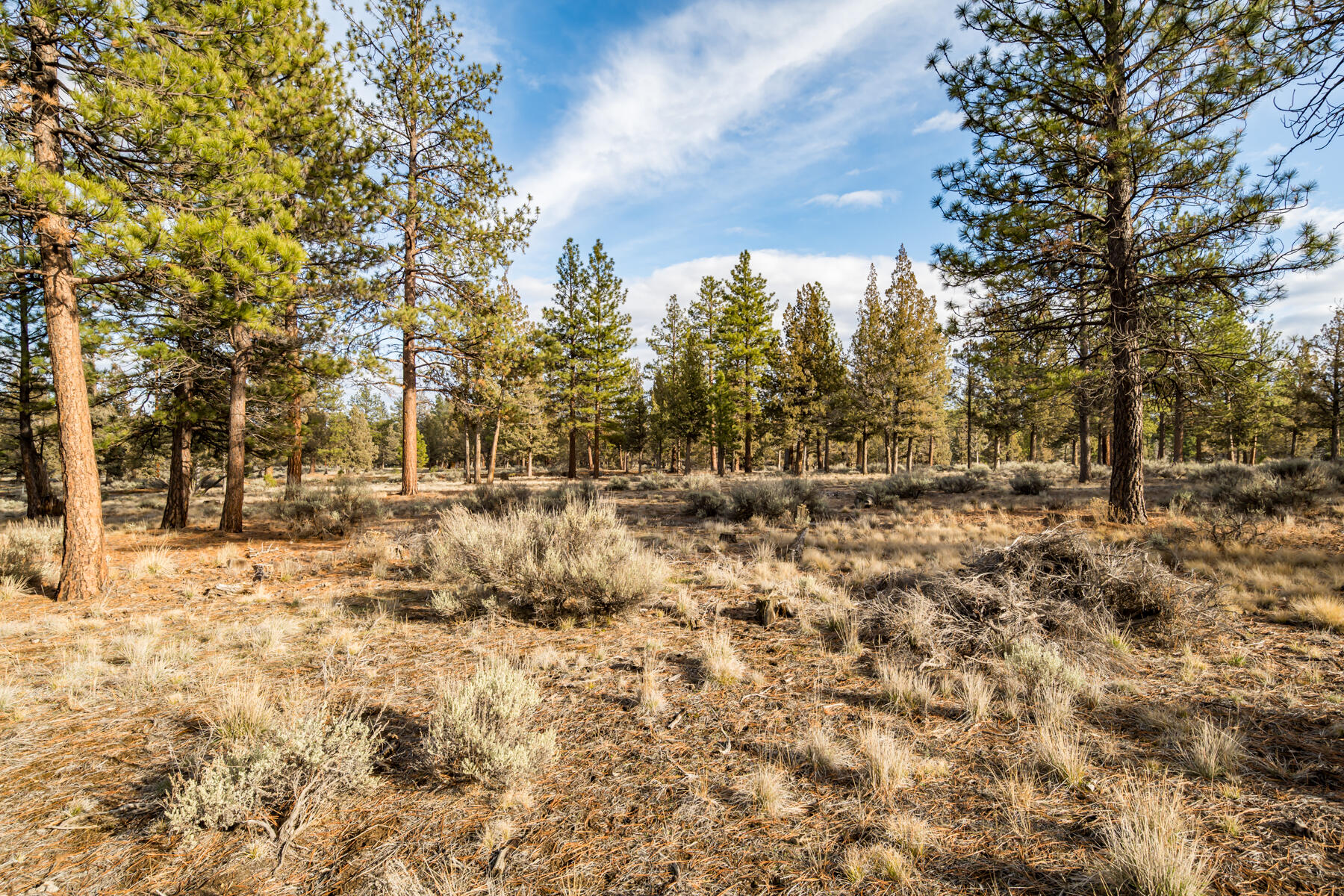 16305 Riata Court Sisters, OR 97759 - Photo 4 of 23 a view of outdoor space view and trees