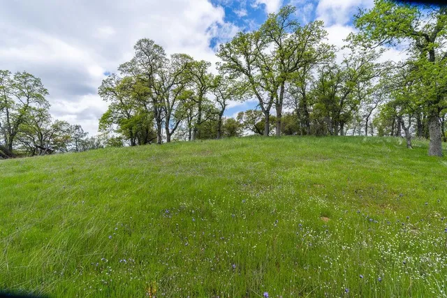 a view of a lush green space