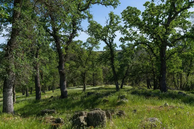a view of outdoor space with green field and trees