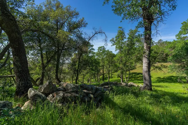 a view of a lush green space