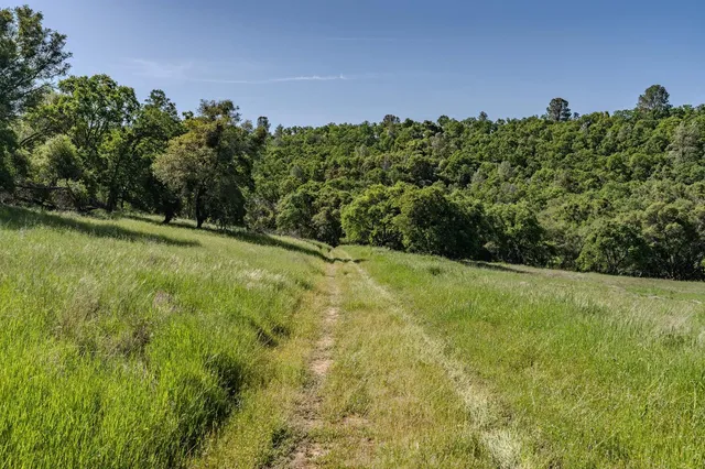 a view of a large yard with a tree