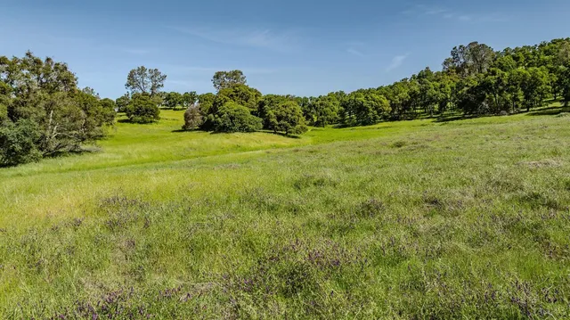 a view of a field of grass and trees